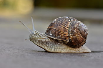 かたつむり、 軟体動物、 動物、 カタツムリの殻、 野生動物、 自然、 閉じる