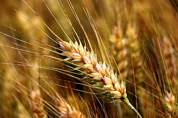 blé, épillet, surgir, aliments, des céréales, rural, la nature, plante, agriculture, ferme, champ
