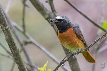 redstart umum, phoenicurus phoenicurus, burung jantan, Norway, kongsberg, taman, bertengger burung, Songbirds, muscicapidae, canon eos 70d, Canon EF 100-400mm