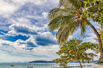 thailand, palm Trees, sky, landscape, holiday, sand, clouds, tourism, the Coast, rest, beach