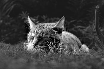 kat, feline, søvn, hvile, dyr, lur, kæledyr, natur, sort og hvid