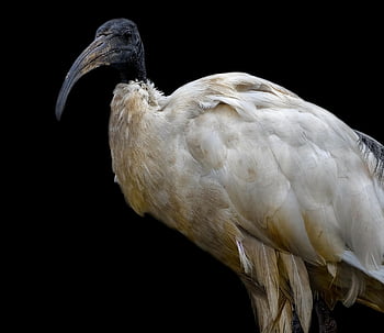 ibis, ibis de cabeza negra, ibis blanco oriental, Ibis blanco indio, Ibis de cuello negro, pájaro, AVE zancuda, naturaleza, AVE acuática, aviar, ornitología