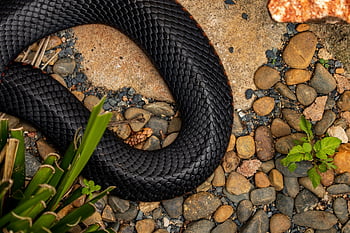 červený kuželový černý had, černý had, plaz, váhy, zvíře, tělo, Red Belly Black Snake