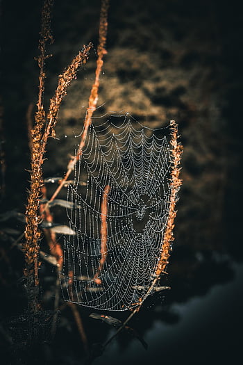 pavoučí síť, pavouk, kapky rosy, Příroda, pavučina, web, kapky vody, tráva, louka, les, natue
