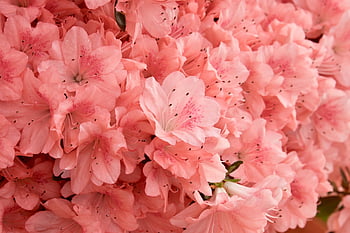 flowers, plants, azalea Flowers, beautiful Flowers, azalea Pink, decorative Flower, nature, garden, botany, petals, flower Background