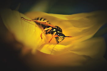 vosa, hmyz, bodnutí, zvíře, makro, pichlavý, zblízka, křídlo, Příroda