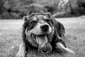 hund, Kelpie, australske kelpie, jagthund, natur, dyr, hunde, kæledyr, sort og hvid, aimal, varme