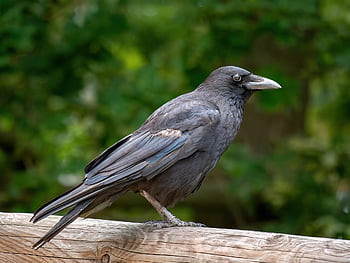 crow, bird, animal, beak, feathers, plumage, fauna, wildlife, perched, nature