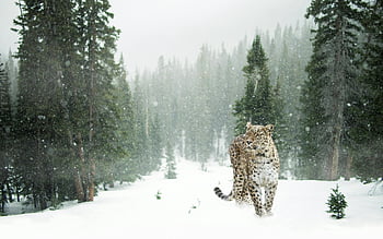 snow leopard, snowy forest, winter season, evergreen trees, snow covered, wildlife photography, nature scene, cold climate, animal in snow, forest wildlife, winter landscape