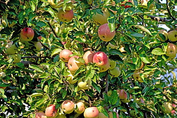 apfelbaum, μηλιά, obst, φθινόπωρο, ο γιος, baum