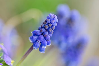 fiore viola, Giacinto d'uva, avvicinamento, fioritura, petali delicati, colori vibranti, impostazione esterna naturale, messa a fuoco selettiva, fotografia all'aperto, fotografia floreale, fiori di primavera