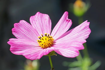 ガーデンコスモス、 コスメア、 花、 植物、 ピンクの花、 閉じる、 朝食用シリアル、 壁紙、 花の壁紙、 壁紙HD、 自然