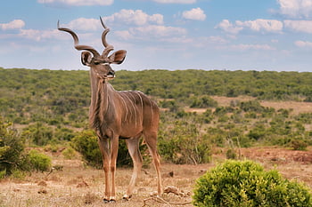 kudu, szarvak, nagyobb kudu, antilop, Dél -afrikai szavanna, vadvilág, természet, állat, tájkép, Afrika, Szarvas Állat