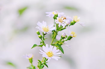 bílý květ květu, žlutá stigma, Jemné pastelové aster, plný květ, Pozadí měkkého zaostření, květinová krása, zblízka fotografie, bílé květy, žluté centrum, fotografování přírody, měkké zaostření