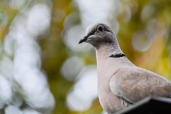 pták, holubice, krůtí holub, límec, zobák, peří, Páchá chřipka, zvíře, Příroda