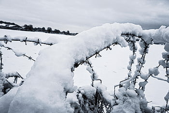 barbed, sne, vinter, kold