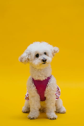 witte poedel, gele achtergrond, levendige outfit, vrolijke studio, charmante hond, donzige poedel, studio shoot, geel oppervlak, schattige poedel, huisdierenfotografie, honden mode