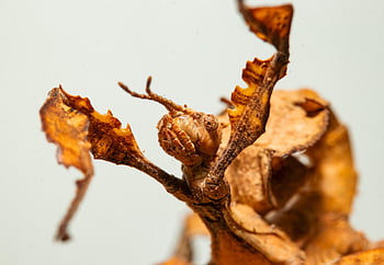 leaf Insect, insect, stick Insect, camouflage, bug, macro, closeup, australia, spiny Leaf Insect