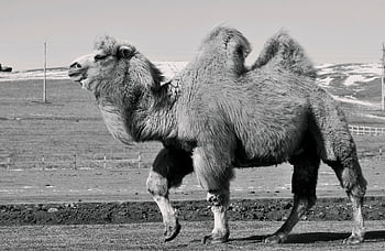animale, cammello, deserto, mammifero, cammello battriano, monocromatico, Gobi, all'aperto, gobba, Mongolia, inverno