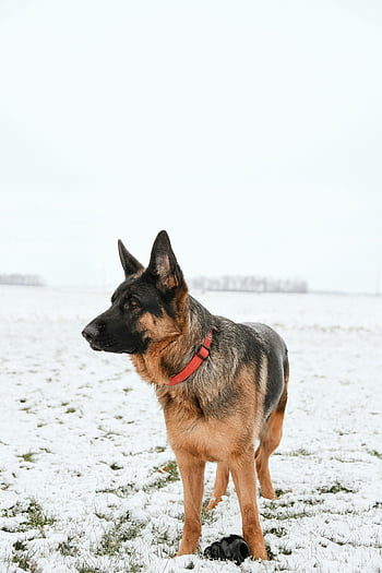 Pastore tedesco, all'aperto, la neve, paesaggio innevato, lealtà, forza, inverno, cane, animale domestico, natura, campo