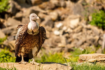 vulture, griffon Vulture, scavenger, nature, bird, beak, birds Of Prey, gyps Fulvus, aegypiinae