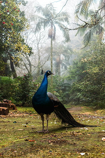 peacock, tropical jungle, vibrant colors, lush landscape, foggy atmosphere, majestic bird, peacock feathers, tropical setting, nature scene, wildlife photography, peacock in jungle