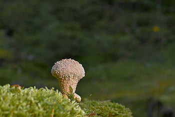 houba, bovist, prachová houba, deštník, lesní houby, lesní podlaha, plodnic, mech, bezcenný materiál