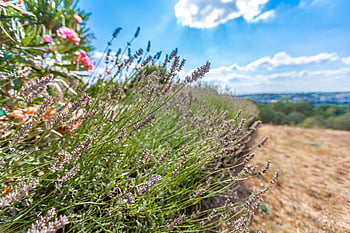 south, france, lavender, landscape, sky, gar, provence, europe, mediterranean, nice, beach