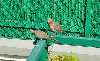 holubice, pták, směje se holubice, malá hnědá holubice, pár, spilopelia senegalensis, ptačí, Příroda, aves, fauna, avifauna