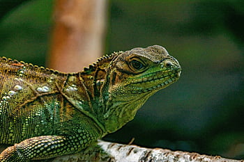 lizard, reptile, nature, animal, wildlife, dragon, terrarium, green, exotic, zoo