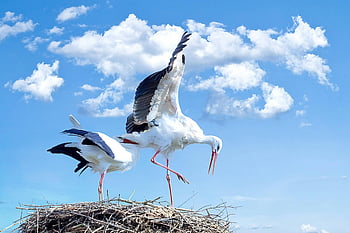 こうのとり、 入れ子、 翼が広がる、 明るい青空、 白黒の鳥、 コウノトリのペア、 鳥の巣、 野生動物の写真、 自然の生息地、 鳥類の行動、 コウノトリの巣