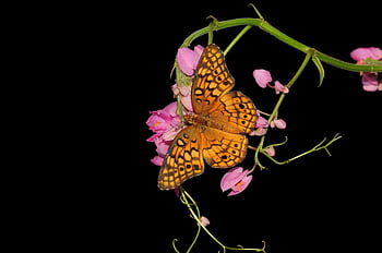 insect, butterfly, entomology, pollination, wings, pollinator, flower, blossom