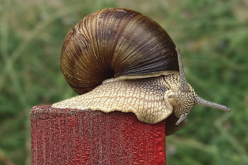 hlemýžď, shell, měkkýš, plži, Ulita šneka, zvíře, živočišného světa, sonda, sliz, kryt, plazit se