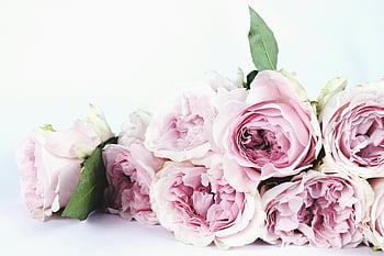 pink roses, shallow focus, romantic flowers, delicate flowers, close-up photography, bouquet, pink flowers, romantic occasions, floral arrangement, soft focus, romantic roses