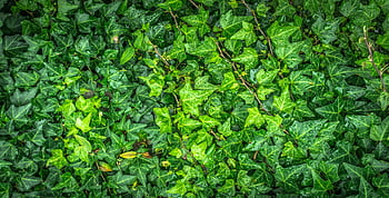 Green English Ivy, fresh ivy leaves, dew drops, vibrant greenery, close-up, green leaves, natural background, outdoor plants, garden foliage, nature photography, leaf texture