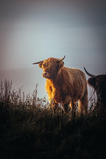 highland kráva, zvíře, pastvina, kráva, skot skotský, dobytek, savec, hospodářských zvířat, louka, krásná tapeta, pole
