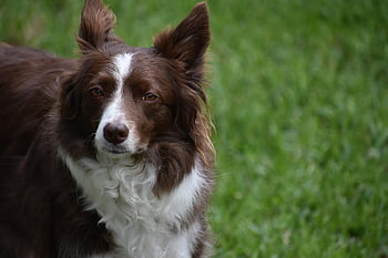 Border Collie, Natur, Hund, Haustier, Tier, Haushund, Eckzahn, Säugetier, süß, Porträt