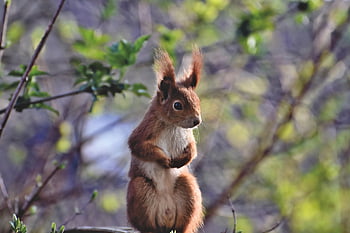 σκίουρος, Oak Kitten, τρωκτικό, ζώο, δασικό ζώο, δέντρο, χαριτωμένος, φύση, αναζήτηση τροφής, πλάσμα, possierlich