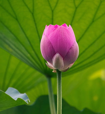lotus, květ, rostlina, růžový květ, krásné květiny, okvětní lístky, leknín, květinové tapety, vodní rostliny, květinové pozadí, rybník