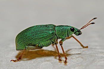 Kovový zelený weevil, detailní hmyz, živý zelený hmyz, Textura hmyzu, Podrobný hmyz, Zelený černohnědý hmyz, Detaily Weevil, hmyz makro, zelený hmyz, fotografování hmyzem, Weevil detail-up