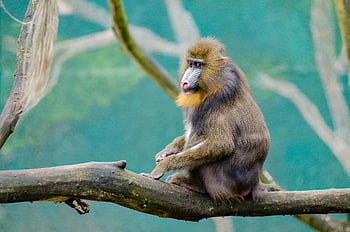 mandrill, hnědá větev, během dne, krása divočiny, přírodní prostředí, Vibrující Mandrill, sedí Mandrill, hnědá a černá opice, větev stromu, primát, venkovní scénu