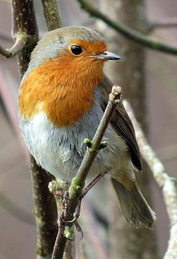 European robin, gray and yellow bird, tree branch, natural habitat, close-up, bird photography, wildlife, outdoor, nature, robin, perched