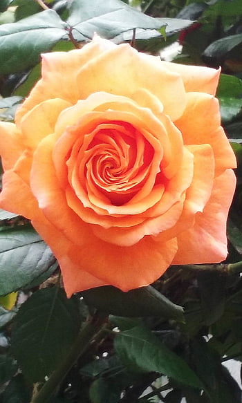 rose, flower, petals, flora, plant, nature, coral Peach, orange, pink