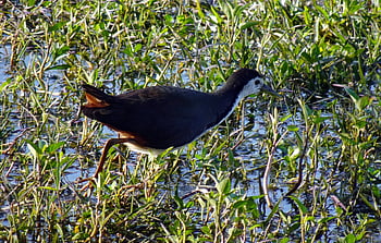 pták, whitehen breasted waterhen, amaurornis phoenicurus, vodní pták, rallidae, bharatpur, národní park, útočiště, Příroda, Indie
