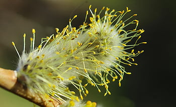 nature, plants, base, willow, macro Photography, closeup, stamens, yellow, color, spring, branches