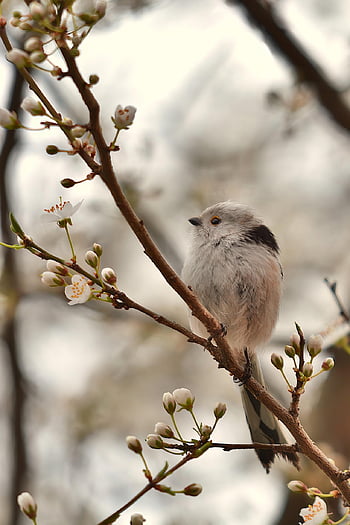 pták, okřídlený, pero, zvíře, fauna, divoký, Příroda, Ptáček, malý pták, Sparrow-like, vrabec pták