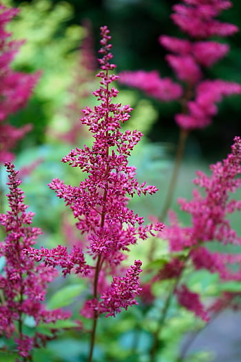 false Spirea, flowers, plant, false Goat's Beard, astilbe, pink Flowers, bloom, garden, nature, closeup