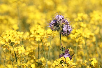 phacelia, oblasti řepky, Včelí pastviny, včela příteli, všívané krásné, všívaná květina, fialový, květ, včelařská rostlina, nachový, květinové tapety