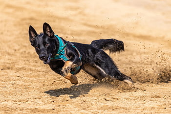 hondenrace, hondenraces, hondenrennen, hond, runs, huisdier, lopend, rennende hond, schäfer hond, racing, Franse bulldog