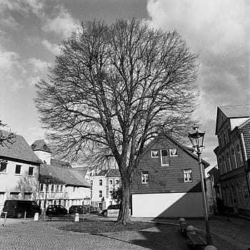 strom, analogový, Zenza Bronica, schöningen, centrální tržní místo, Černý a bílý, městské krajiny, pozoruhodné stromy, Kodak Tri x, pouliční fotografie, architektura